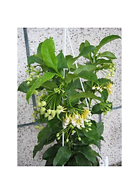 Cây Tên Lửa - Cây cảnh vườn + Tặng phân bón cho cây mau lớn