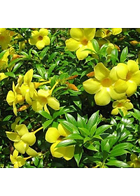 Cây Huỳnh Anh Vàng - cây cảnh vườn + Tặng phân bón cho cây mau lớn