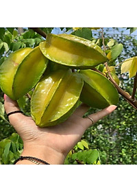 Cây Khế Ngọt - cây ăn quả + tặng phân bón cho cây