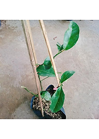 Cây chanh tứ quý - cây ăn quả + tặng phân bón cho cây