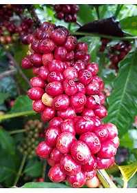 Cafe Hạt - Rang Mộc Nguyên Chất Arabica và Robusta Hảo hạn - A An Coffee