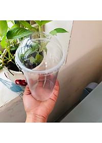 50 Ly Nhựa HỮU PHONG Cao Cấp 700ml Kèm Nắp Cầu Dùng 1 Lần, An Toàn, Đựng Nước ép, Trà sữa (Tặng Móc khóa KETILO)