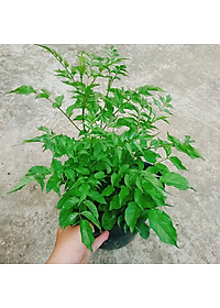 Cây hồng thiên hương (cây leo) - cây cảnh đẹp + tặng phân bón cho cây