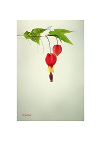 Cây Lồng Đèn - cây cảnh vườn + tặng phân bón cho cây