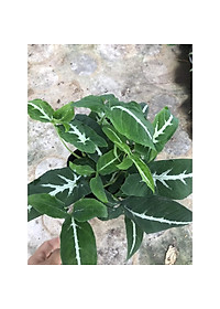 Trầu Bà Nhung - cây cảnh để bàn + Tặng phân bón cho cây mau lớn