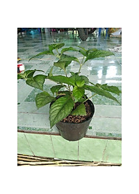 Cây trà tiên - Cây cảnh vườn + tặng phân bón cho cây