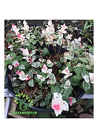 Cây thằn lằn cẩm thạch ( cây thằn lằn leo tường ) + tặng phân bón cho cây