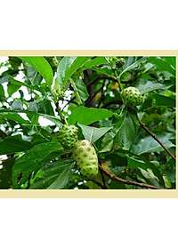 Đặc Sản Kon Tum - Quả nhàu khô tăng cường sức khỏe - Bịch 1kg - OCOP 3 Sao