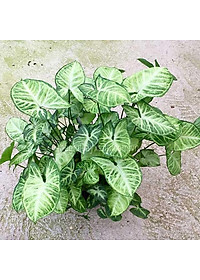 Cây Trầu Bà Trắng - cây cảnh mini để bàn + tặng phân bón cho cây