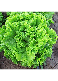Hạt giống xà lách xoăn sư tử hạt đen No.8 Phú Nông (5g/gói) | Lettuce grand rapid No.08