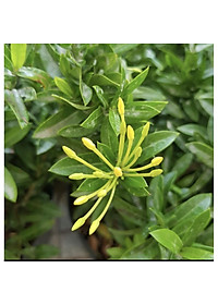 Cây Mẫu Đơn Vàng ( Cây Bông Trang Vàng ) - Cây cảnh vườn + Tặng phân bón cho cây