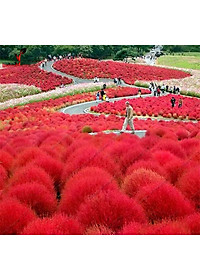 Hạt giống Cỏ Đổi Màu Hà Lan VTS145