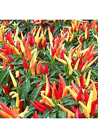 Hạt giống Ớt hiểm ba màu VTP149