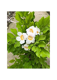 Cây Nguyệt Quế Thái - Cây cảnh để trong nhà + Tặng phân bón cho cây mau lớn