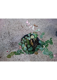 Cây thằn lằn cẩm thạch ( cây thằn lằn leo tường ) + tặng phân bón cho cây