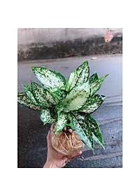 Cây Ngọc Ngân Thủy Sinh - cây cảnh phong thủy để bàn