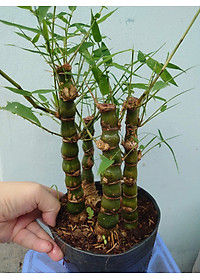 Cây Trúc Quan Âm - Trúc Phật Bà - Cây trúc đùi gà - cây tre đùi ếch