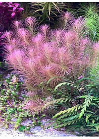 Cây thủy sinh Luân Thảo Đỏ 20-25 nhánh , chỉ đỏ (Hậu cảnh)