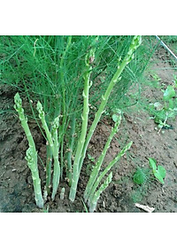 Hạt Giống Măng Tây Xanh Rado 636 0.2gr - RẠNG ĐÔNG - năng suất ổn định 1 năm (sau gieo) và có thể kéo dài từ 2-3 năm