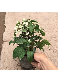 product-img-6