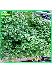 Hạt giống Xà Lách Xoong Sinh Trưởng Khỏe, Trồng Quanh Năm (gói 1 gram) - Hạt Giống Rạng Đông