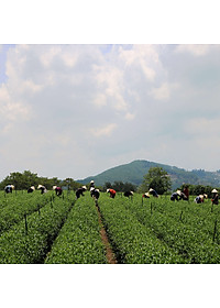 Bột Matcha Trà Xanh Dalat Farm - Túi 110Gr