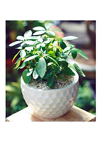 Cây Ngũ Gia Bì - Cây Đuổi Muỗi - cây cảnh để bàn
