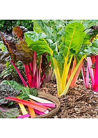 Hạt Giống Cải Cầu Vồng Rado 56