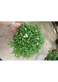 Mai Vạn Phúc - cây cảnh vườn + Tặng phân bón cho cây mau lớn