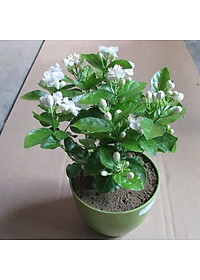 Cây Hoa Lài( Nhài) Chậu Nhựa