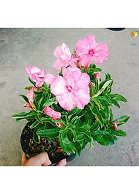 Cây Hoa Sứ Kỳ Duyên - cây cảnh để bàn + tặng phân bón cho cây