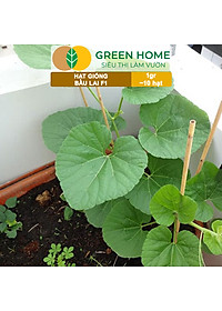 Hạt Giống Bầu Lai Greenhome, Gói 1gr~10 hạt, Dễ Trồng Quanh Năm, Nảy Mầm Cao, Thu Hoạch Nhanh, Năng Suất Cao T09