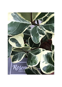 Cây BÀNG CẨM THẠCH - Bàng Trái Tim Mini để bàn