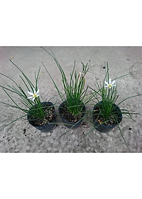 Cây huệ mưa (trắng) - cây cảnh vườn + tặng phân bón cho cây