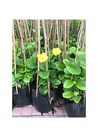 Cây Huỳnh Đệ (thân leo) - cây cảnh vườn + Tặng phân bón cho cây mau lớn