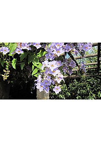 Cây Hoa Cát Đằng (dây leo) - cây cảnh vườn + tặng phân bón cho cây