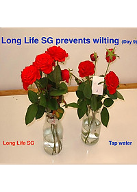 Bột Dưỡng Hoa Hồng Lâu Tàn (Set 10 hộp 1 hộp 10 gói tiết kiệm) giúp hoa luôn tươi mới, cánh hoa hồng cứng cáp gấp 2 lần và trong 14 ngày không thối nước hay cắt tỉa gốc hoa (hiệu Longlife nhập khẩu Israel)