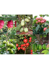 Phân bón hữu cơ sinh học Dịch trùn quế thủy phân - Phân trùn quế BIO 01 kích thích ra rễ và tốt lá (chai 500ml)