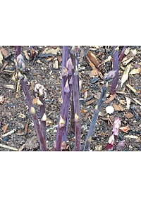 Hạt giống măng tây tím Mỹ VTS78