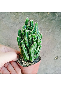 Xương Rồng Thanh Sơn - cây cảnh để bàn