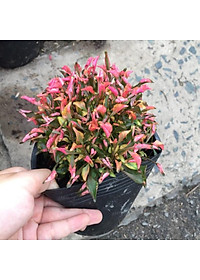 Cây Kỉ Đỏ - cây cảnh vườn + Tặng phân bón cho cây