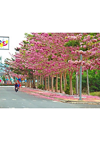 Cây Kèn Hồng - cây cảnh vườn + tặng phân bón cho cây