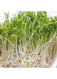 Hạt giống Mầm rau muống VTS171