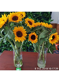 Bộ 5 hộp Chế phẩm xử lý hoa Longlife của Israel - Bảo quản hoa cắm bình tươi lâu và 14 ngày không thối nước