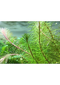 Cây thủy sinh Luân Thảo Đỏ 20-25 nhánh , chỉ đỏ (Hậu cảnh)