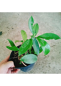 Lan Cẩm Cù - cây cảnh trong nhà + tặng phân bón cho cây mau lớn