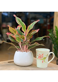 Cây Phú Quý để bàn