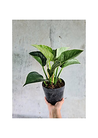 Cây Đế Vương Kim Cương - Cây cảnh để bàn + Tặng phân bón cho cây