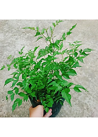 Cây hồng thiên hương (cây leo) - cây cảnh đẹp + tặng phân bón cho cây