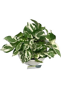 Cây Trầu Bà Sữa - cây cảnh để trong nhà + Tặng phân bón cho cây mau lớn